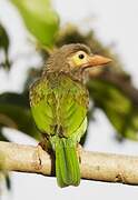 Brown-headed Barbet