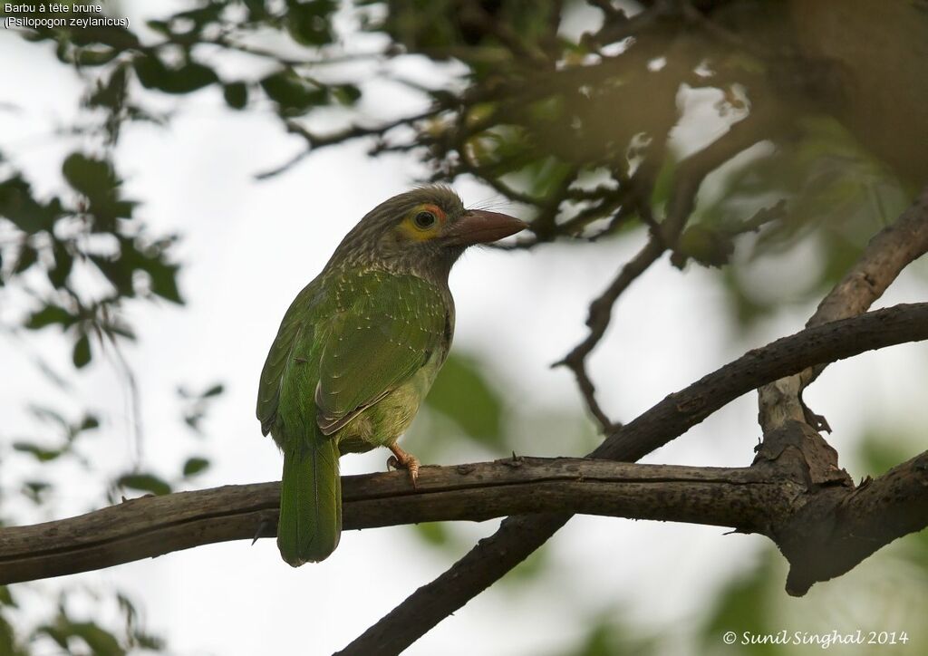 Brown-headed Barbet, identification