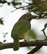 Brown-headed Barbet