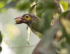 Brown-headed Barbet