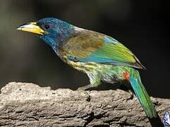 Great Barbet