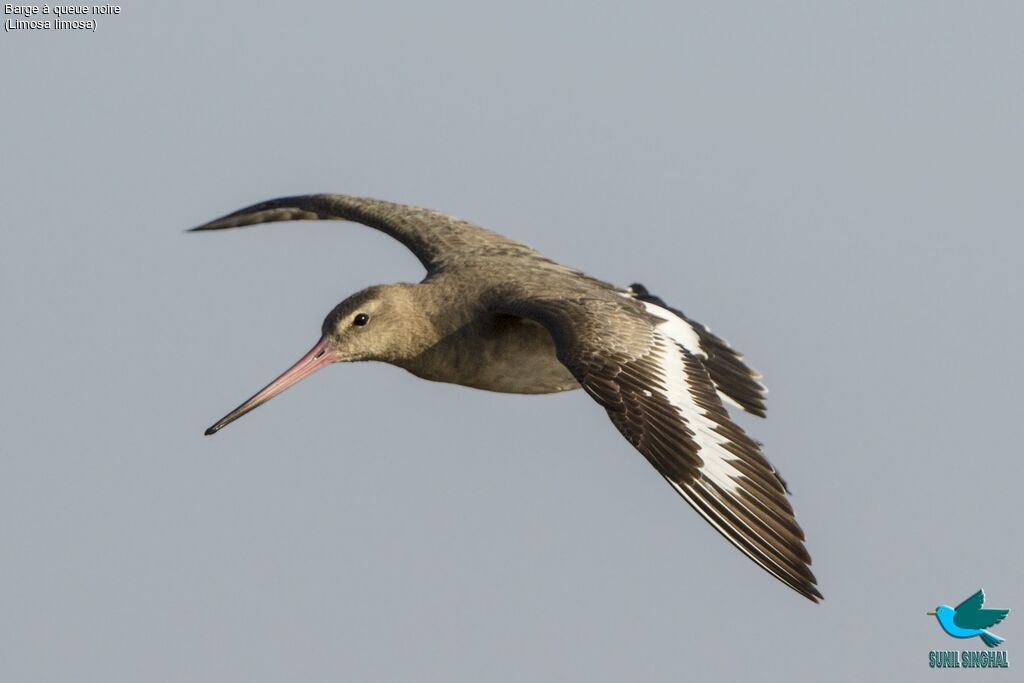 Black-tailed Godwit, Flight