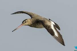 Black-tailed Godwit