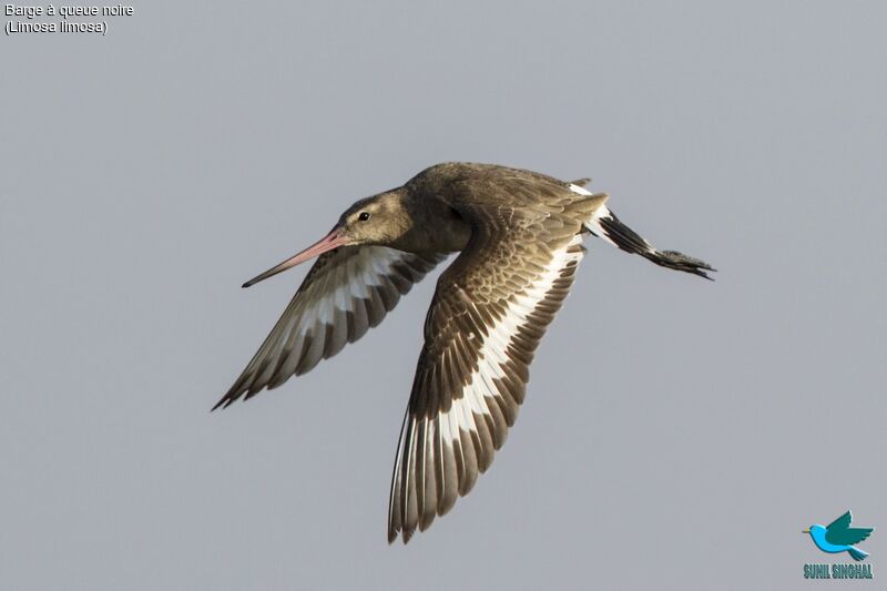 Black-tailed Godwit, Flight