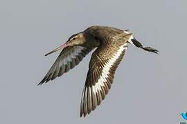 Black-tailed Godwit