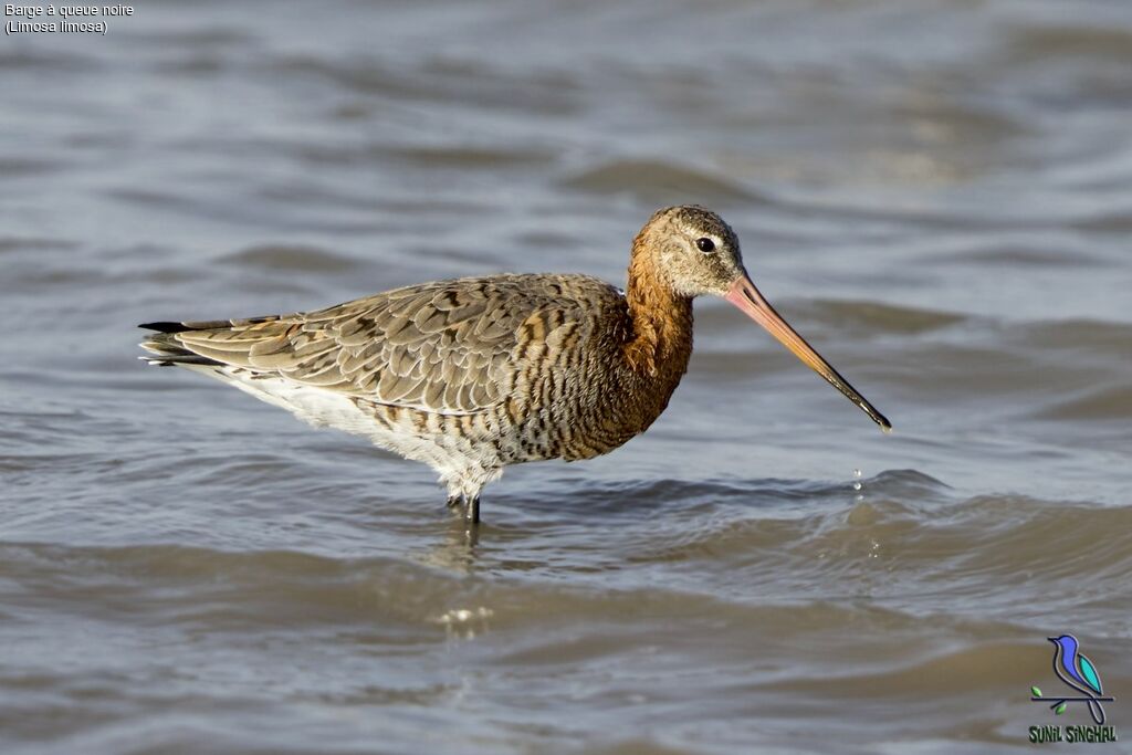 Black-tailed Godwit, identification, moulting