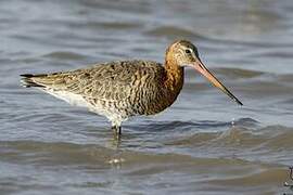 Black-tailed Godwit