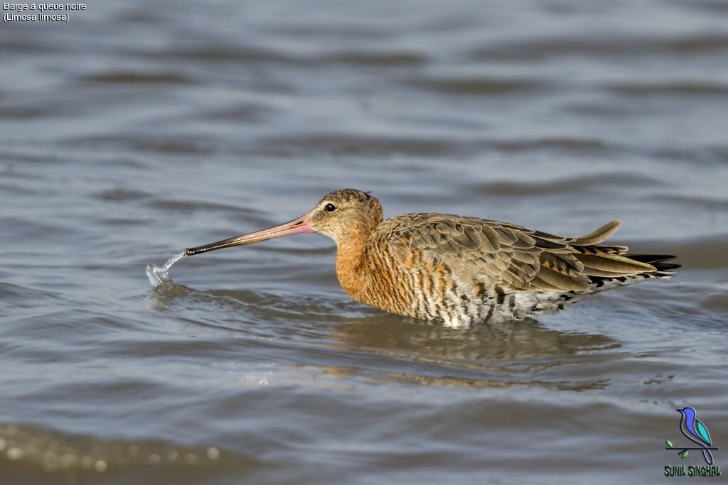 Black-tailed Godwit, eats