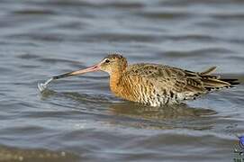 Black-tailed Godwit