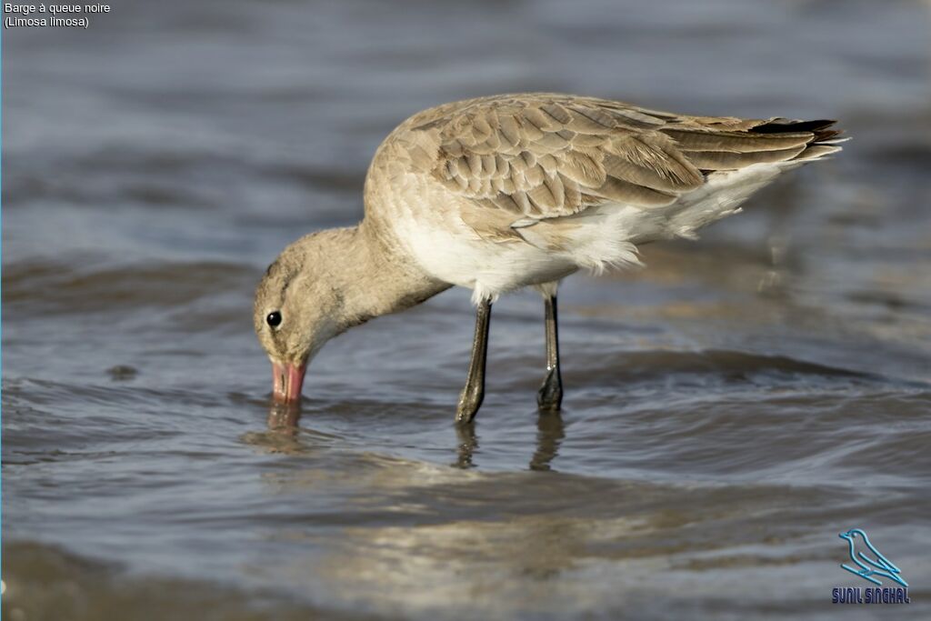 Black-tailed Godwit, eats