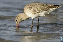 Black-tailed Godwit