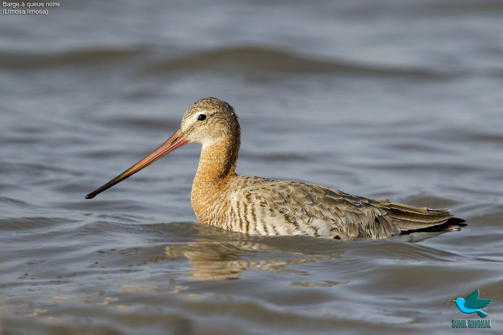 Black-tailed Godwit, identification