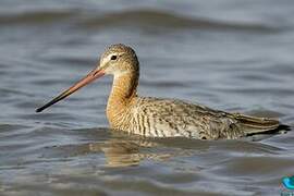 Black-tailed Godwit