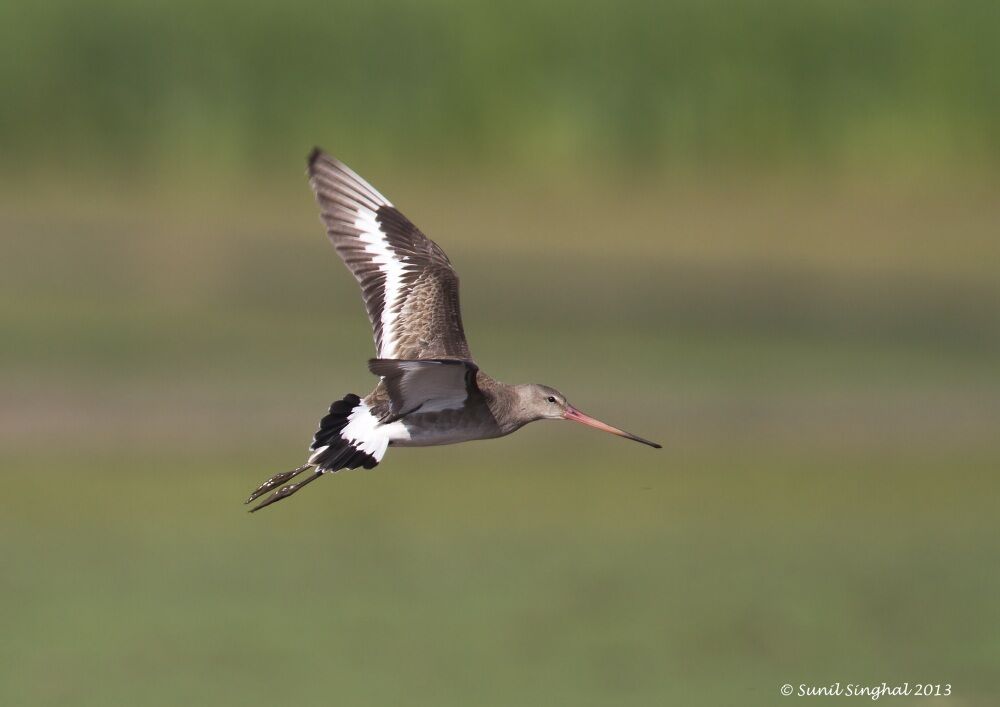 Black-tailed Godwit