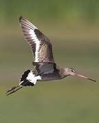 Black-tailed Godwit