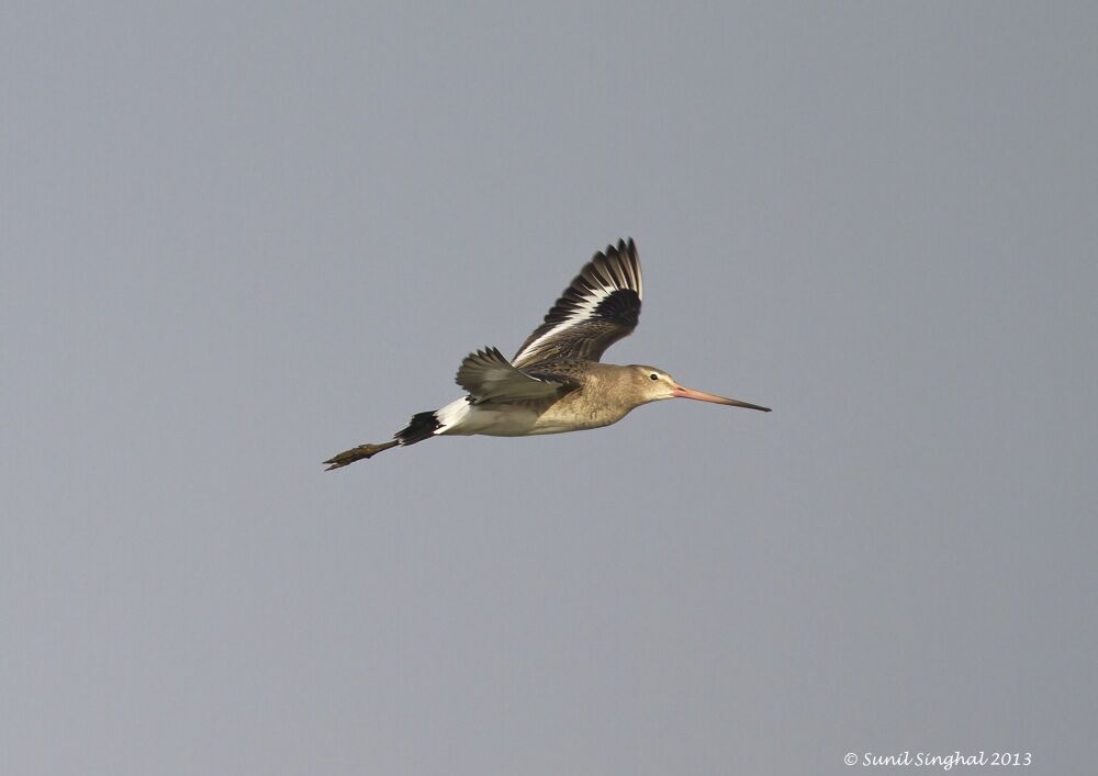 Black-tailed Godwit