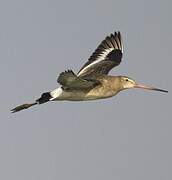 Black-tailed Godwit