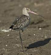 Black-tailed Godwit