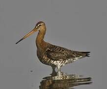 Black-tailed Godwit