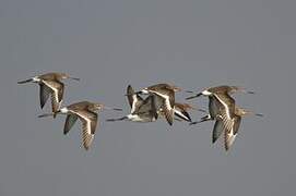 Black-tailed Godwit