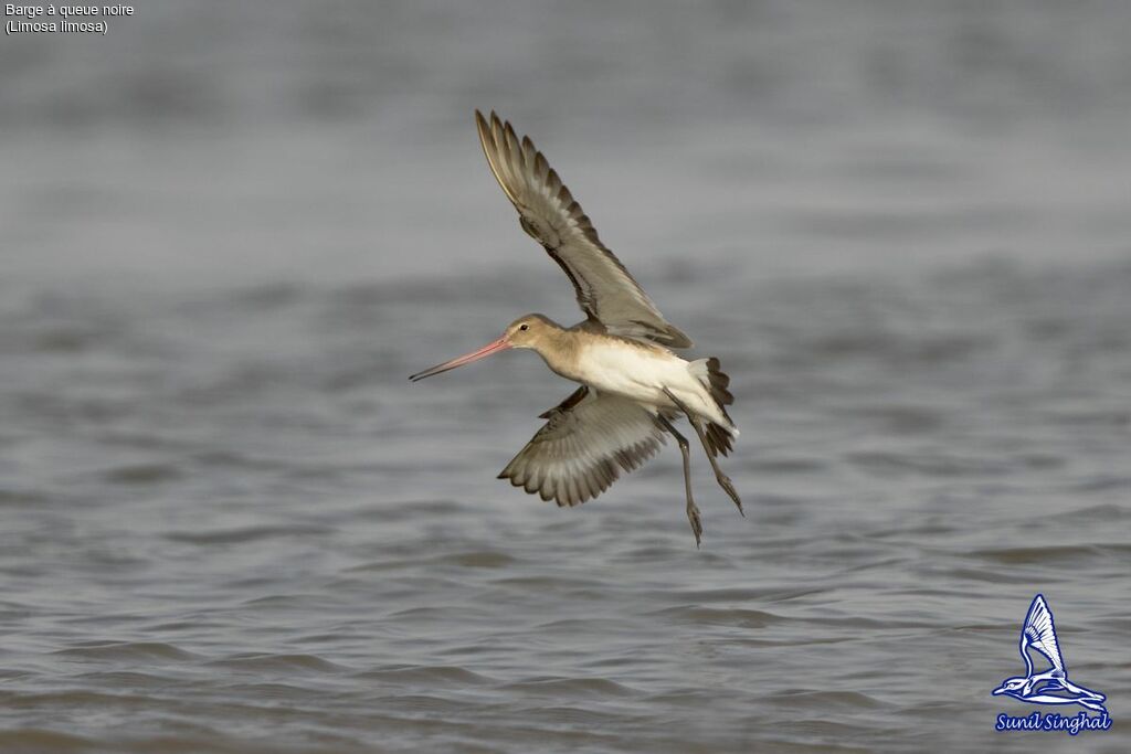 Black-tailed Godwit