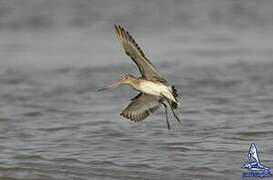 Black-tailed Godwit