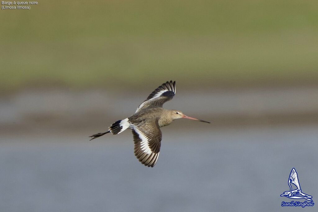 Black-tailed Godwit