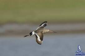 Black-tailed Godwit