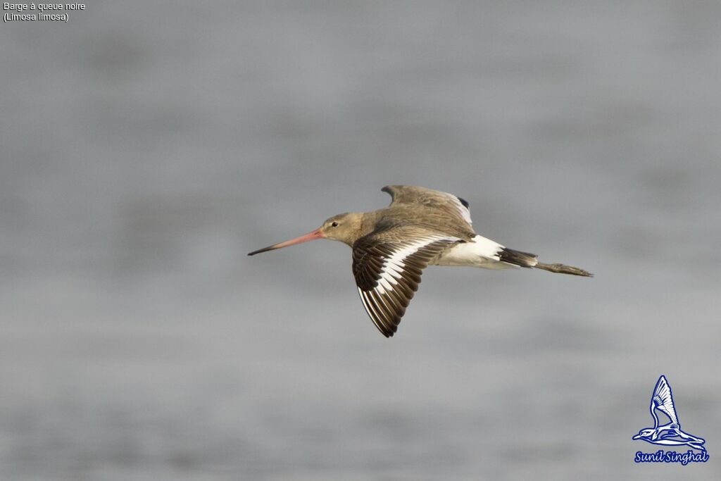 Black-tailed Godwit, Flight