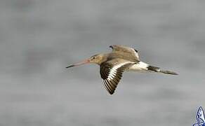 Black-tailed Godwit