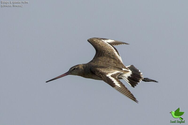 Black-tailed Godwit, Flight