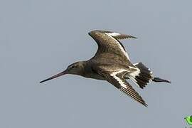 Black-tailed Godwit