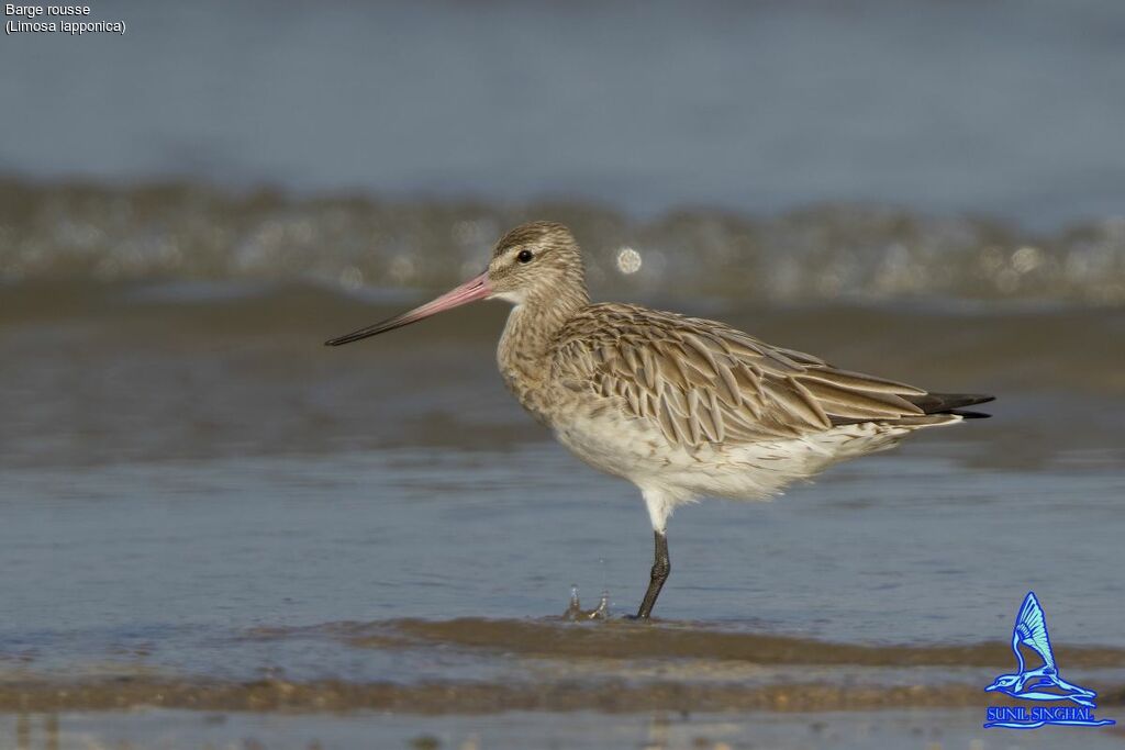 Bar-tailed Godwit