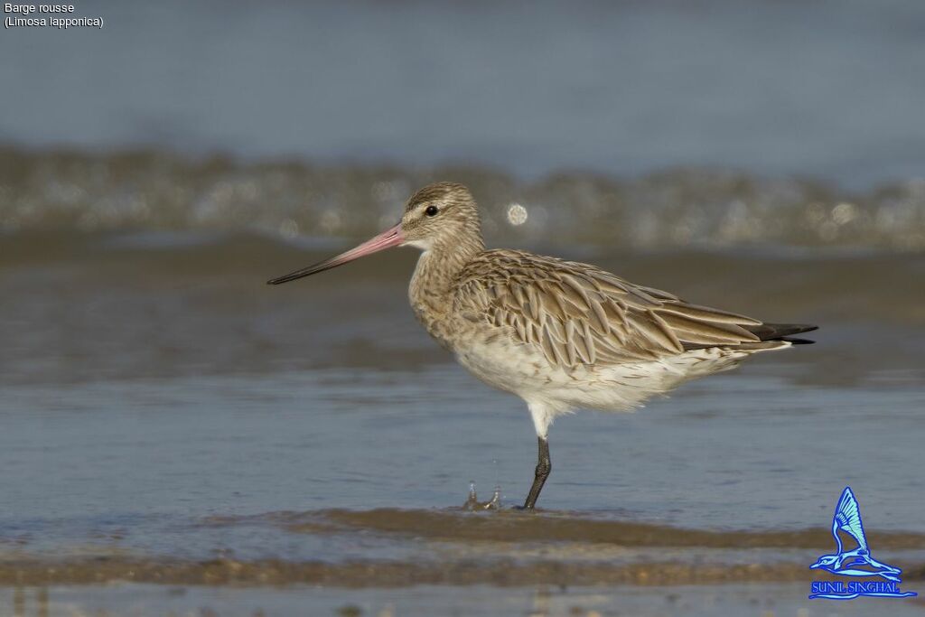 Bar-tailed Godwit