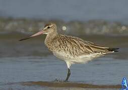 Bar-tailed Godwit