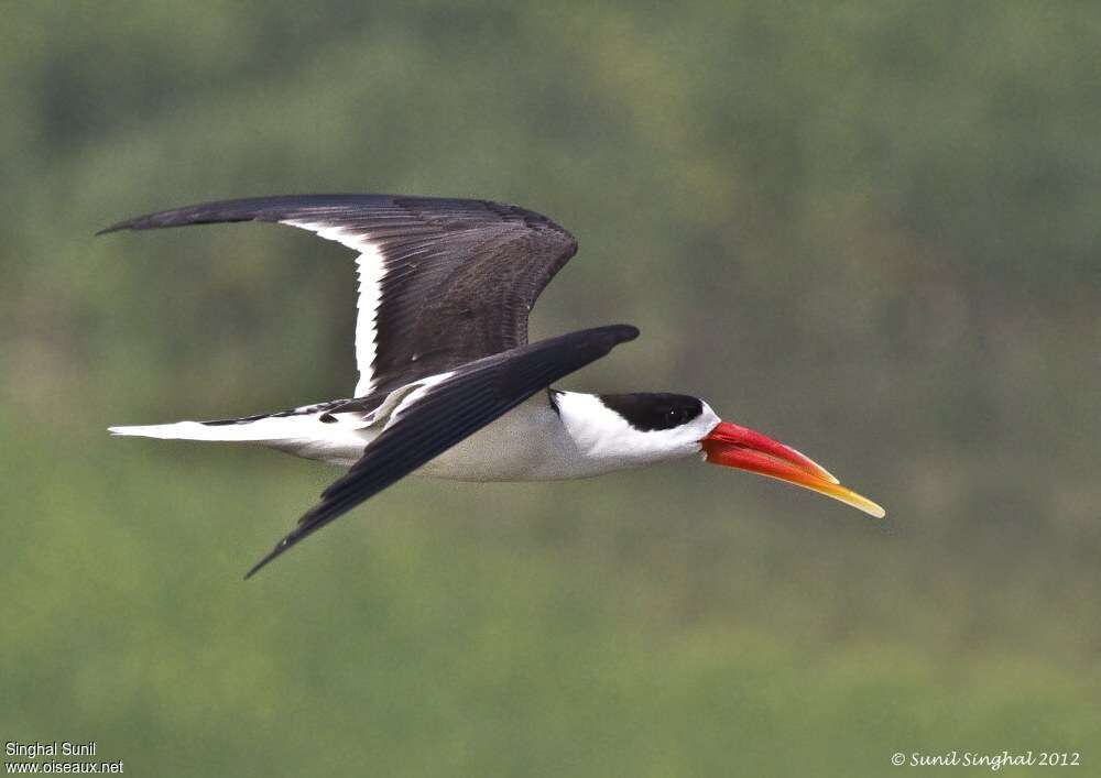 Indian Skimmeradult, Flight