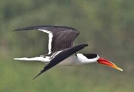 Indian Skimmer