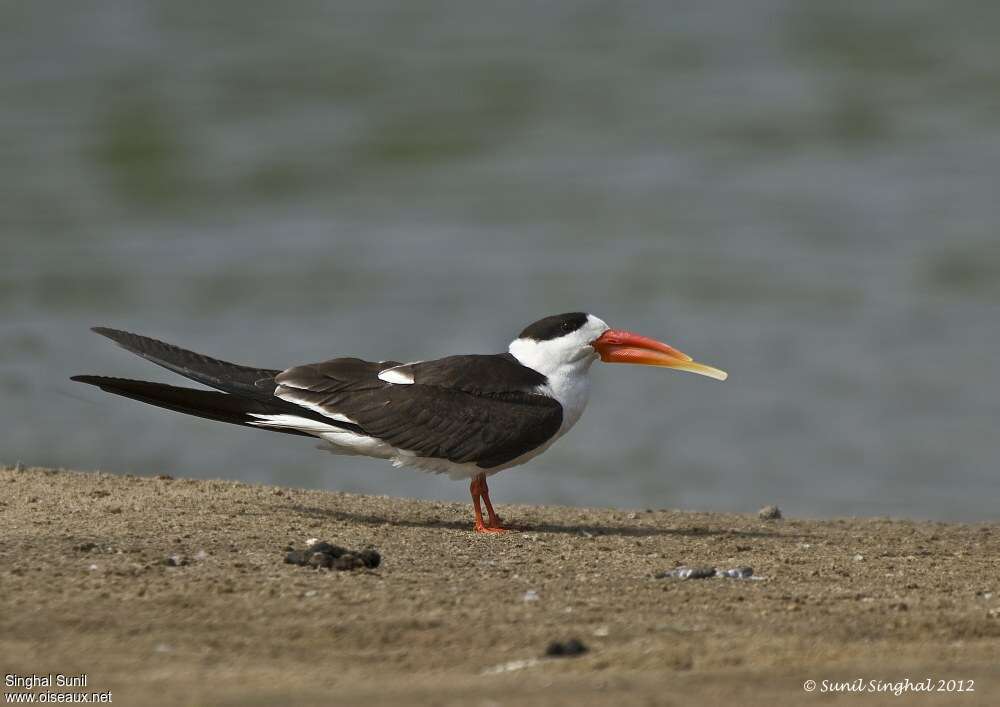 Indian Skimmeradult, identification