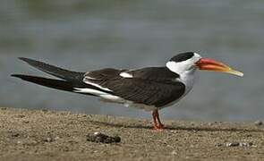 Indian Skimmer