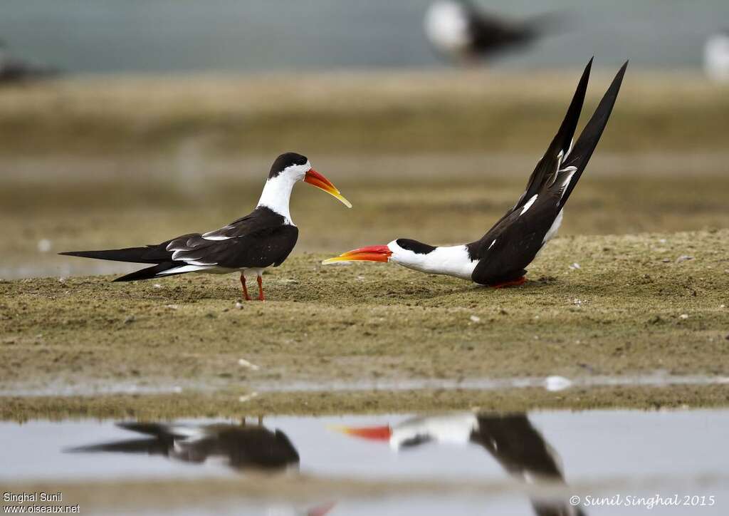 Indian Skimmeradult, courting display