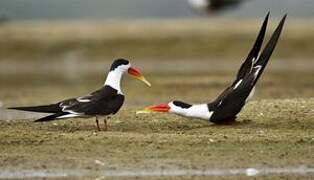 Indian Skimmer