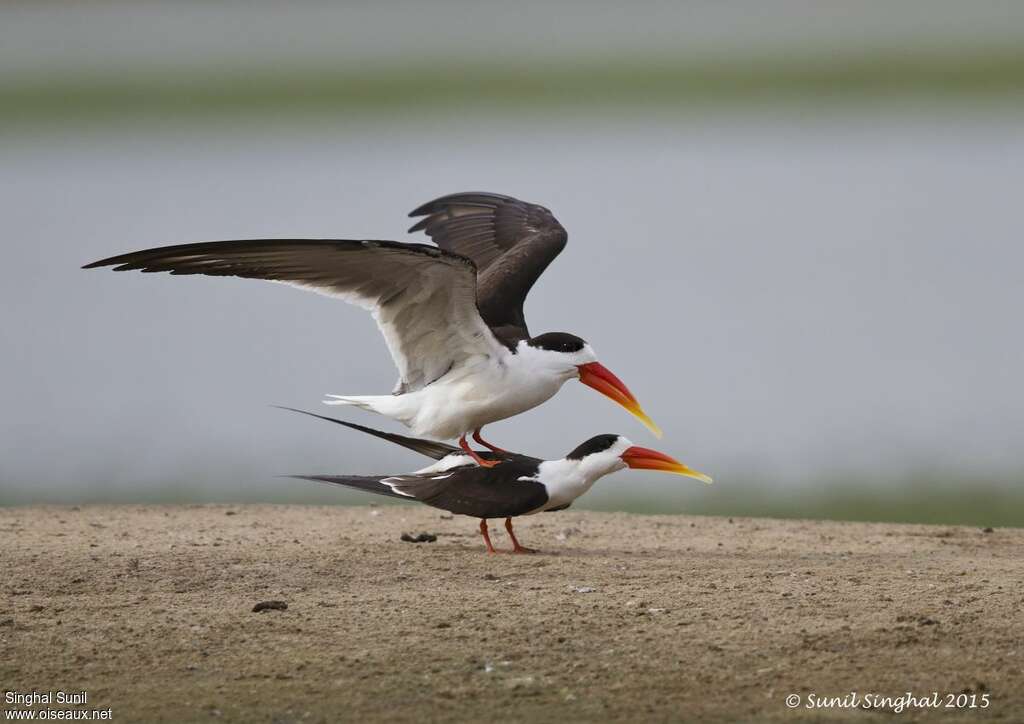 Indian Skimmeradult, mating., Behaviour