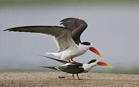 Indian Skimmer