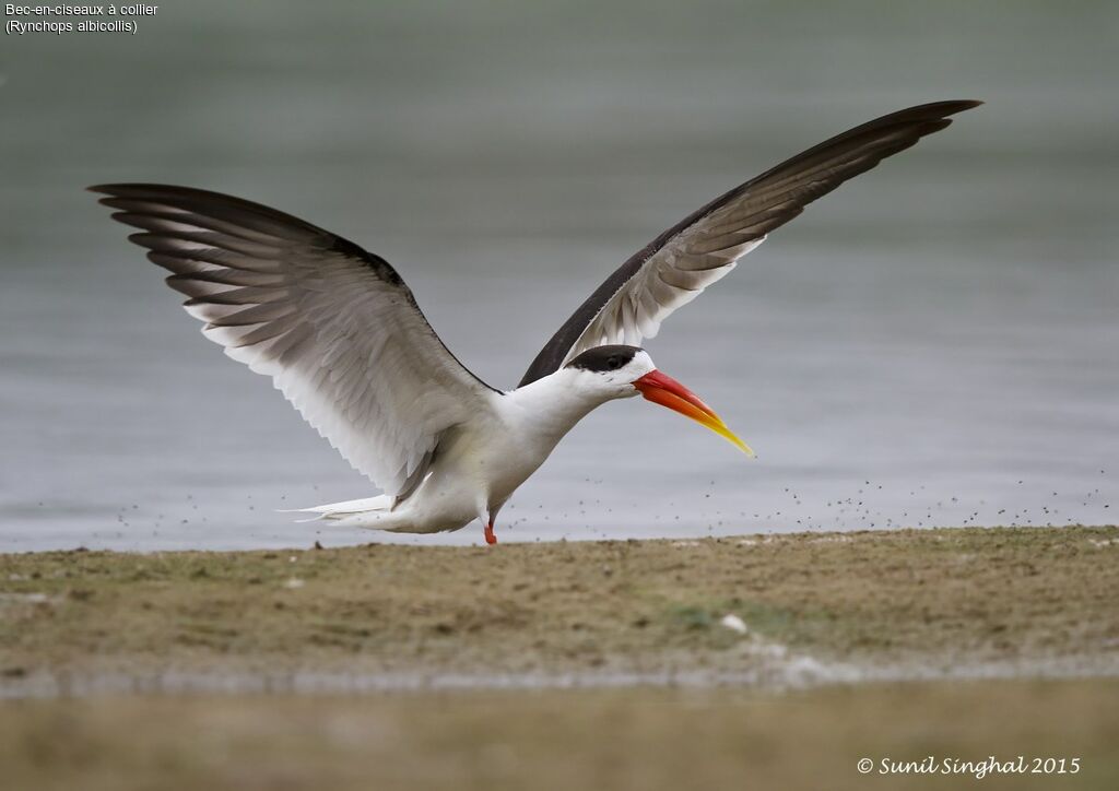 Indian Skimmeradult, identification, Flight, Behaviour