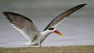 Indian Skimmer