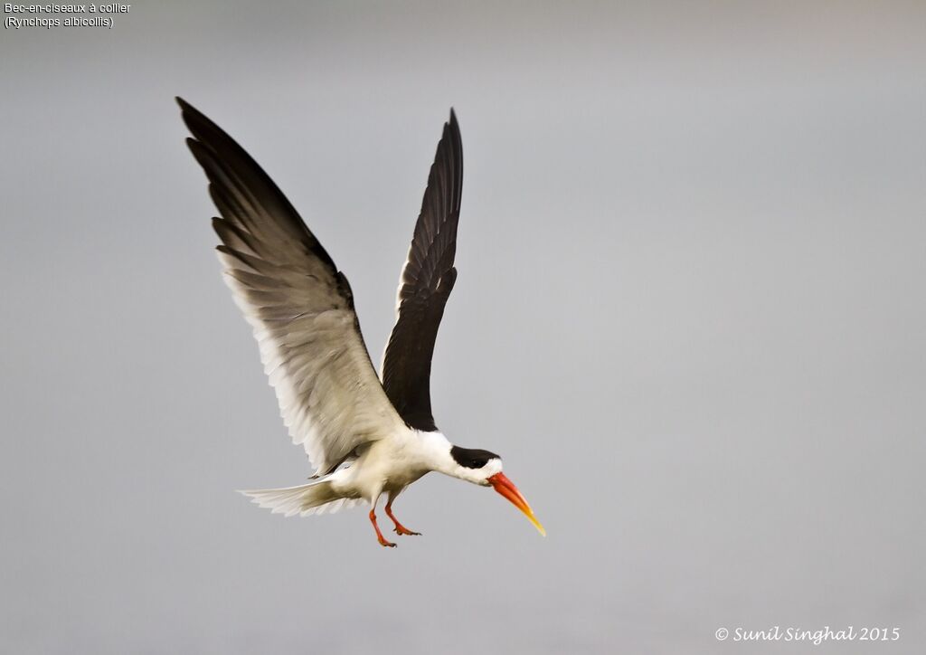 Indian Skimmeradult, identification, Behaviour