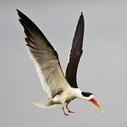 Indian Skimmer