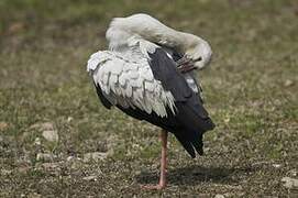 Asian Openbill