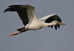 Asian Openbill