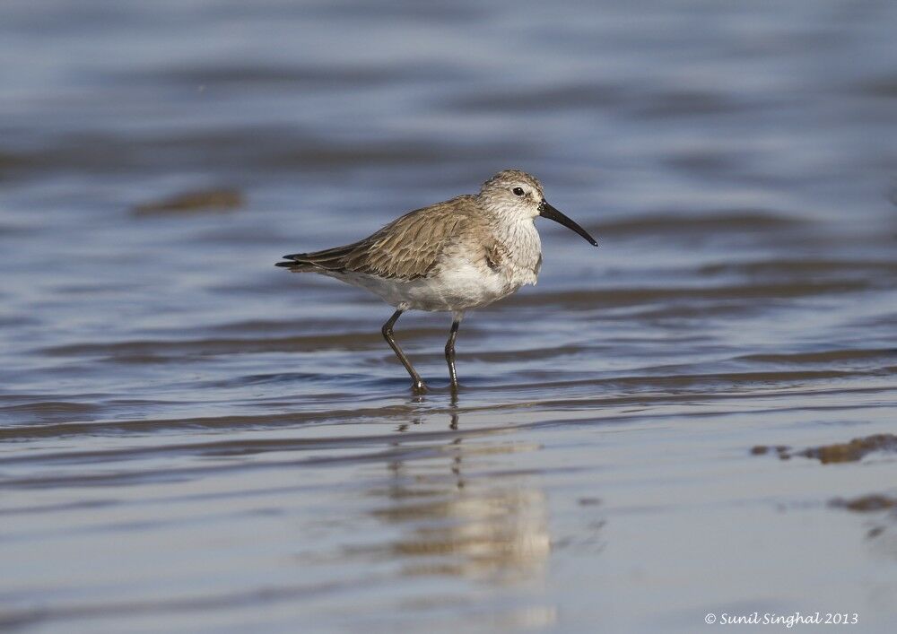 Curlew Sandpiper